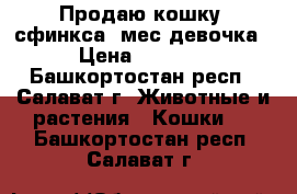 Продаю кошку  сфинкса 2мес девочка › Цена ­ 2 500 - Башкортостан респ., Салават г. Животные и растения » Кошки   . Башкортостан респ.,Салават г.